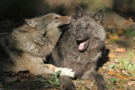 Pup5m12EderseeKati_All-06