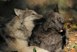 Pup5m12EderseeKati_All-08