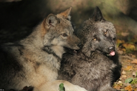 Pup5m12EderseeKati_All-09