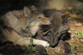 Pup5m12EderseeKati_All-11