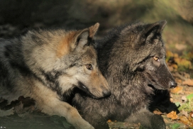 Pup5m12EderseeKati_All-14