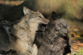 Pup5m12EderseeKati_All-15