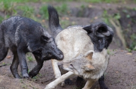Pup5m13LueneburgBineG_all-09