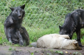 Pup5m13LueneburgBineG_all-10