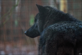 Pup6m10SaerbeckKati_Bo-03