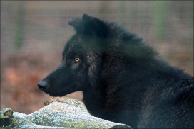 Pup6m10SaerbeckKati_Bo-04