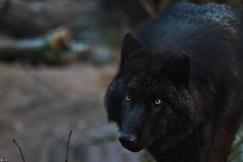 Pup6m10SaerbeckKati_Bo-05