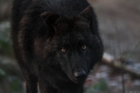 Pup6m10SaerbeckKati_Bo-06