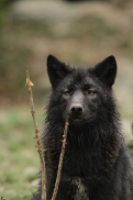 Pup6m11MergentheimKati_blon-07