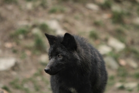 Pup6m11MergentheimKati_blon-08