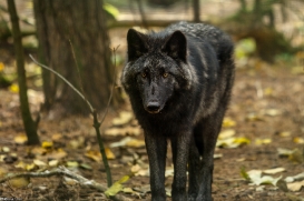 Pup6m15SaerbeckKati_Kira-01