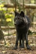 Pup6m15SaerbeckKati_Kira-05