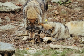 Pup6m11MergentheimKati_all-08