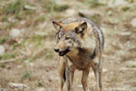 Pup6m11MergentheimKati_fish-01