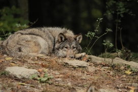 Pup6m11MergentheimKati_grey-01