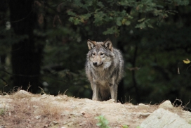 Pup6m11MergentheimKati_grey-02