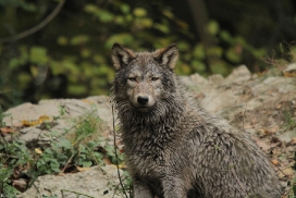 Pup6m11MergentheimKati_grey-03