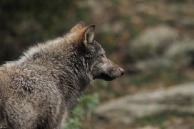Pup6m11MergentheimKati_grey-05