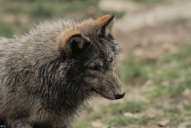 Pup6m11MergentheimKati_grey-06