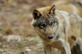 Pup6m11MergentheimKati_kai-02
