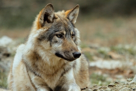 Pup6m11MergentheimKati_kai-06