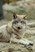 Pup6m11MergentheimKati_kai-07