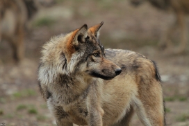 Pup6m11MergentheimKati_keen-02