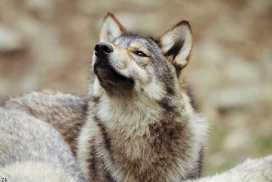 Pup6m11MergentheimKati_abz-04
