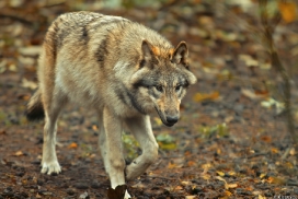 Pup6m13SaerbeckKati_Inka-02