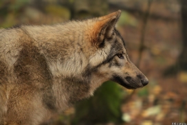 Pup6m13SaerbeckKati_Inka-03