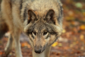 Pup6m13SaerbeckKati_Inka-05