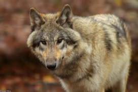 Pup6m13SaerbeckKati_Inka-06
