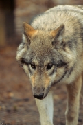 Pup6m13SaerbeckKati_Inka-12