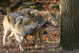 Pup6m15MuensterKati_All-11