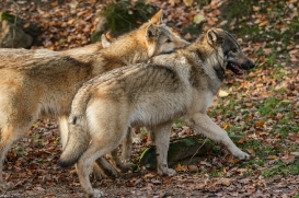 Pup6m15MuensterKati_All-12