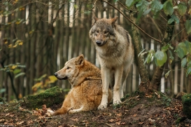 Pup6m15MuensterKati_All-16