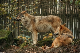 Pup6m15MuensterKati_All-17