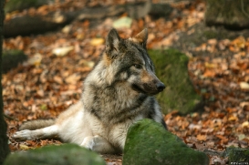 Pup6m15MuensterKati_Aragorn-04