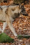 Pup6m15MuensterKati_Aragorn-06