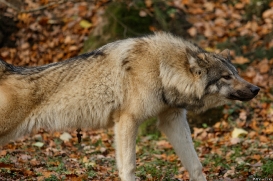 Pup6m15MuensterKati_Aragorn-07