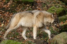 Pup6m15MuensterKati_Aragorn-08