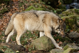 Pup6m15MuensterKati_Aragorn-09