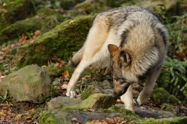 Pup6m15MuensterKati_Aragorn-10