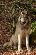 Pup6m15MuensterKati_Aragorn-11
