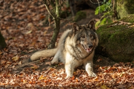 Pup6m15MuensterKati_Aragorn-12