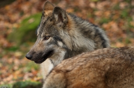 Pup6m15MuensterKati_Aragorn-13
