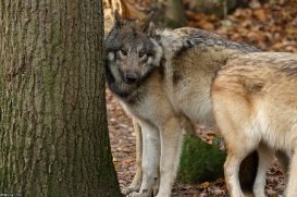 Pup6m15MuensterKati_Aragorn-15