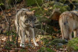 Pup6m15MuensterKati_Aragorn-19