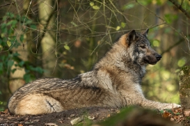 Pup6m15MuensterKati_Aragorn-21