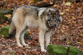 Pup6m15MuensterKati_Aragorn-22